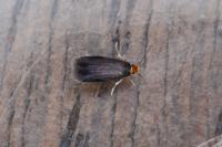 Stigmella