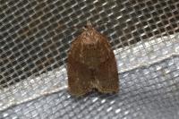 Syndemis musculana