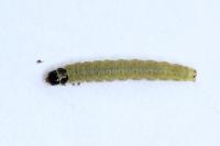 Lozotaenia forsterana