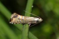 Glyphipterix thrasonella