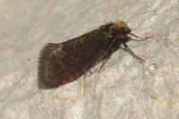 Taleporia tubulosa
