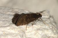 Taleporia tubulosa