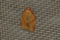 Clepsis consimilana