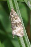 Celypha lacunana