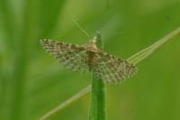 Alucita hexadactyla/huebneri