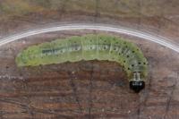 Tortrix viridana