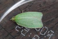 Tortrix viridana