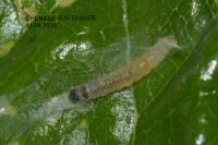 Acleris variegana