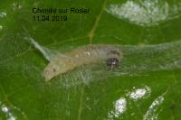 Acleris variegana