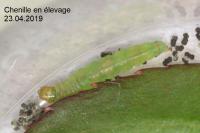 Acleris variegana