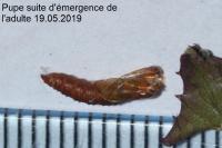 Acleris variegana