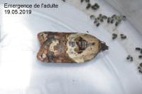 Acleris variegana