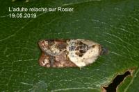 Acleris variegana