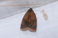 Cacoecimorpha pronubana
