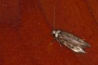 Endrosis sarcitrella