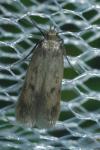 Borkhausenia