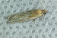 Eucosma gr. cana
