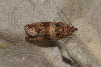 Celypha cespitana