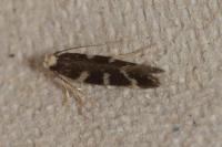 Oxypteryx wilkella