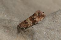 Celypha cespitana