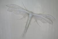 Pterophorus pentadactylus