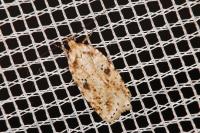 Agonopterix