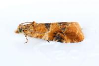 Lobesia reliquana