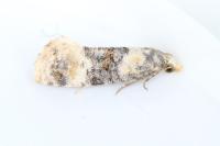 Cochylis nana