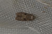 Blastobasis glandulella