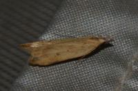 Dichomeris limosella