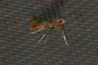 Caloptilia alchimiella