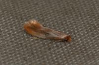 Tinea semifulvella