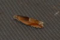 Ancylis mitterbacheriana