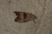 Notocelia uddmanniana