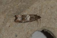Notocelia trimaculana