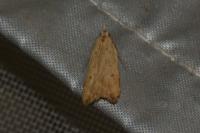 Dichomeris limosella