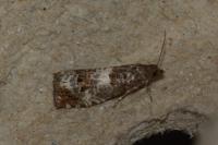 Notocelia trimaculana