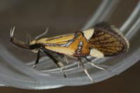 Alabonia geoffrella
