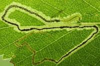 Stigmella
