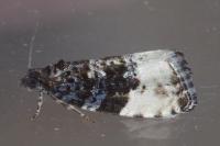 Hedya pruniana