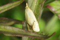 Agapeta hamana