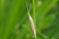 Coleophora