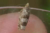 Ancylis achatana