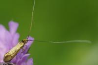 Nemophora metallica