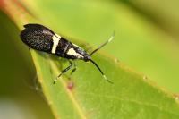 Dasycera oliviella