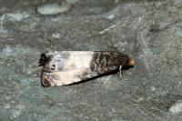 Notocelia cynosbatella