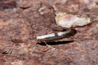 Argyresthia semifusca/spinosella