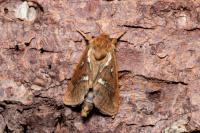Korscheltellus lupulinus