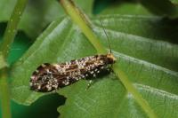 Triaxomera parasitella