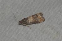 Piniphila bifasciana